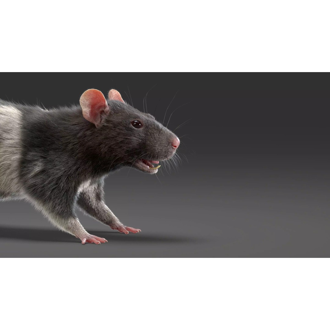 Realistic Rat Fur 3D Model – High Poly Rigged Asset, FBX/OBJ - View 5