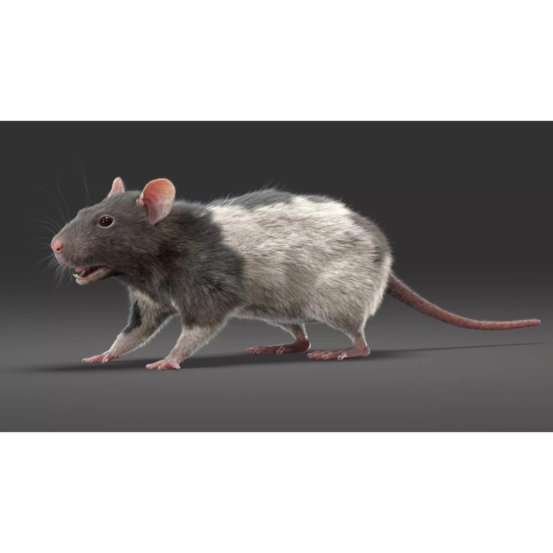 Realistic Rat Fur 3D Model – High Poly Rigged Asset, FBX/OBJ - View 8