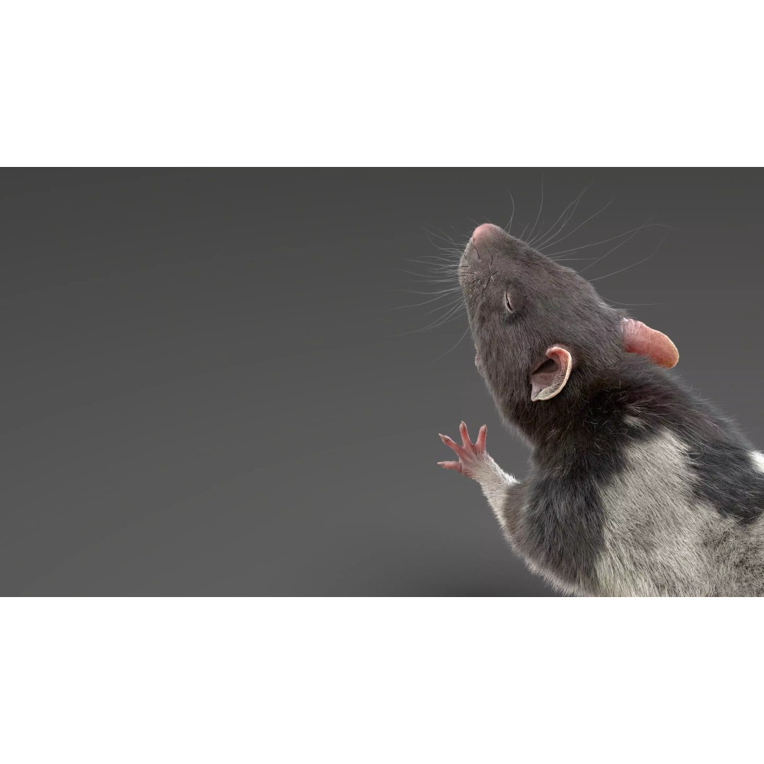 Rigged Rat 3D Model – High Poly Spotted Animal Asset, FBX, OBJ - View 10