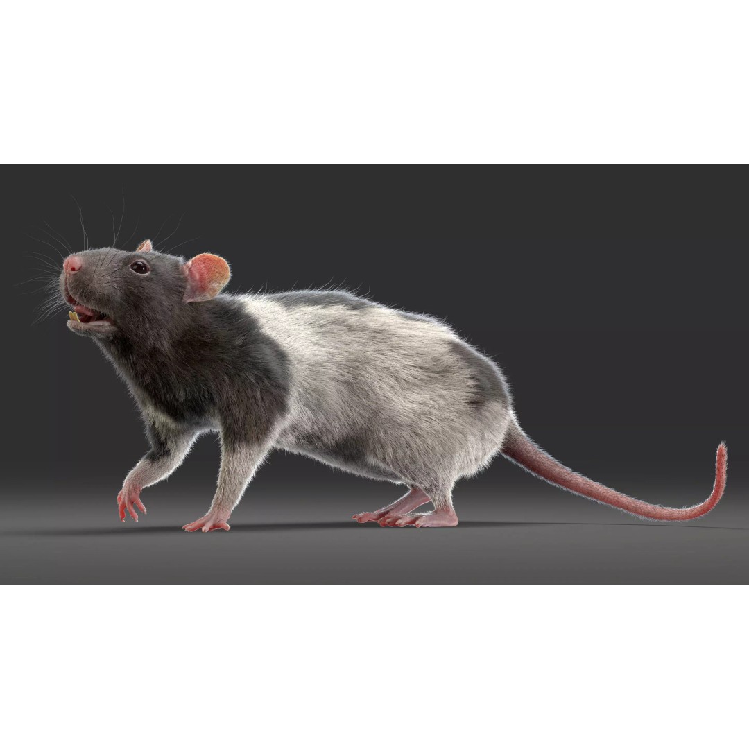 Rigged Rat 3D Model – High Poly Spotted Animal Asset, FBX, OBJ - View 17