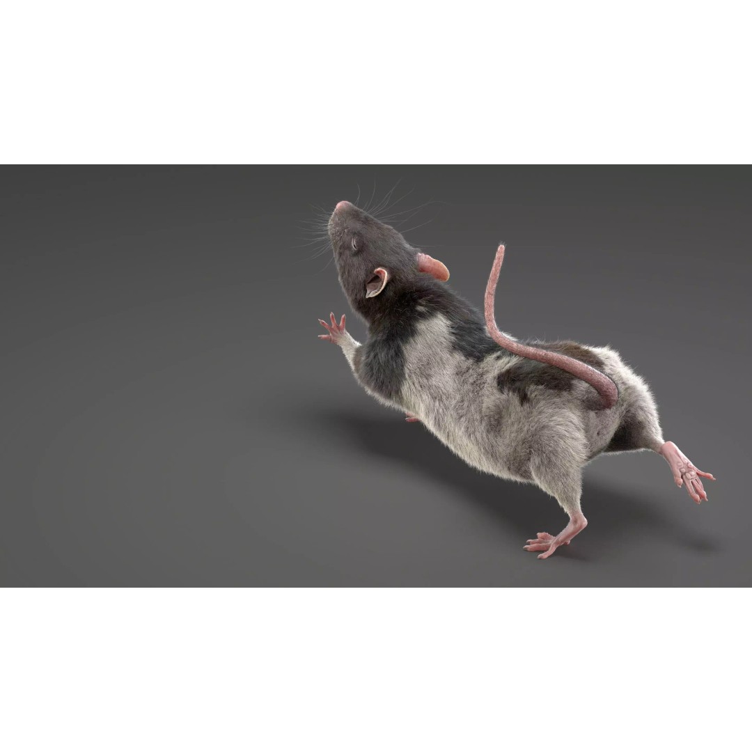 Rigged Rat 3D Model – High Poly Spotted Animal Asset, FBX, OBJ - View 18