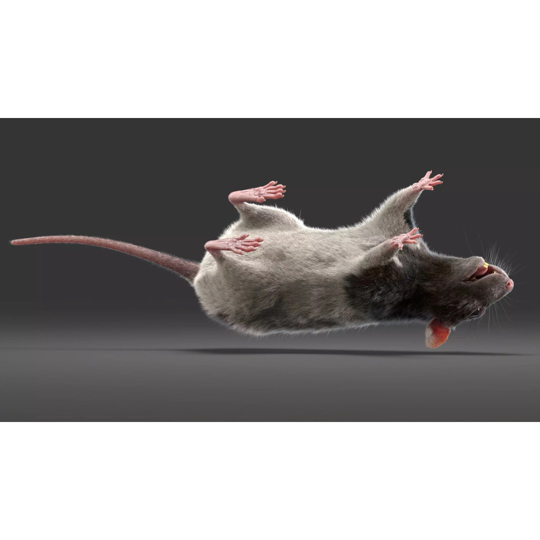 Rigged Rat 3D Model – High Poly Spotted Animal Asset, FBX, OBJ - View 19