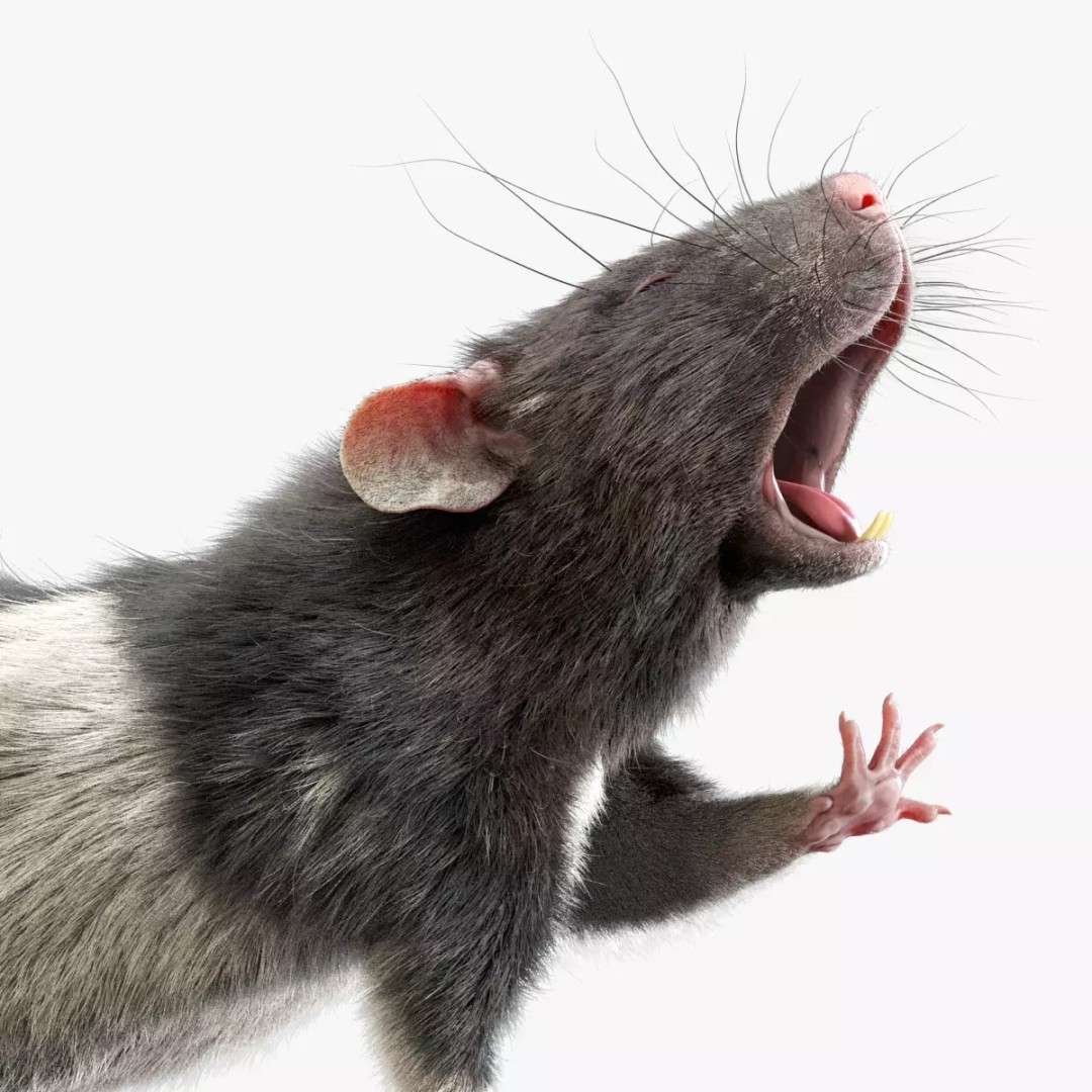 Rigged Rat 3D Model – High Poly Spotted Animal Asset, FBX, OBJ - View 2