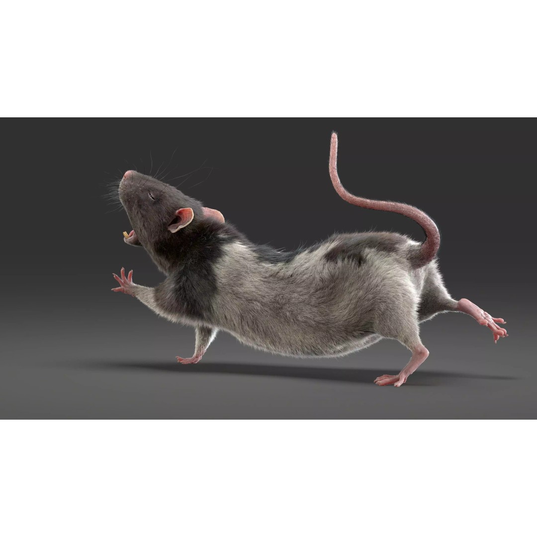 Rigged Rat 3D Model – High Poly Spotted Animal Asset, FBX, OBJ - View 20