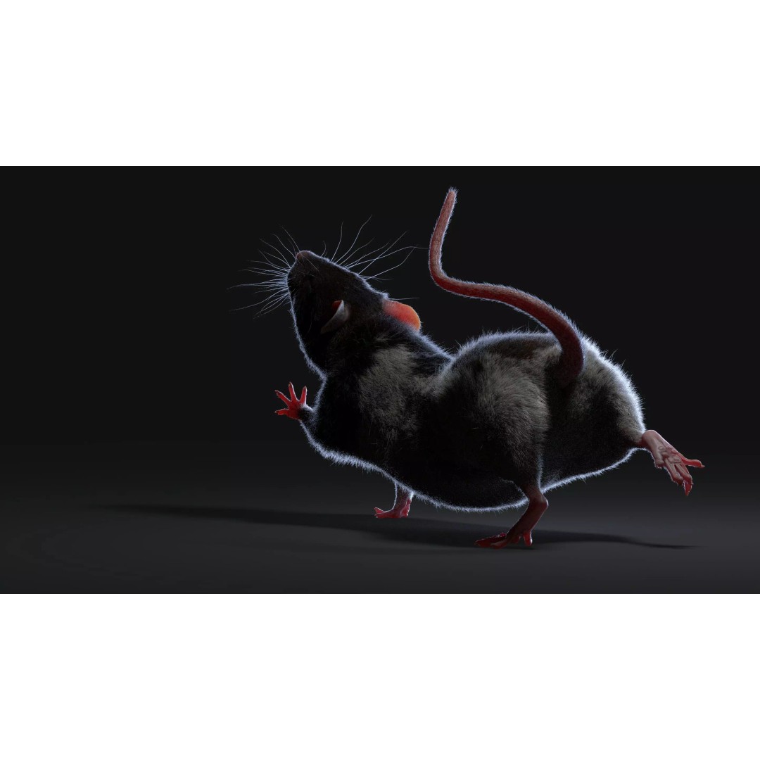 Rigged Rat 3D Model – High Poly Spotted Animal Asset, FBX, OBJ - View 21