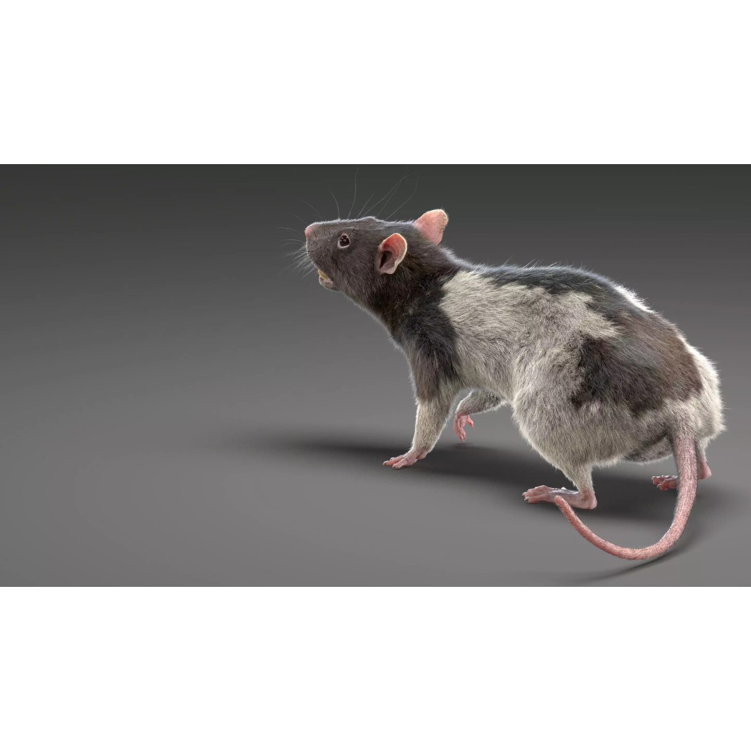 Rigged Rat 3D Model – High Poly Spotted Animal Asset, FBX, OBJ - View 4
