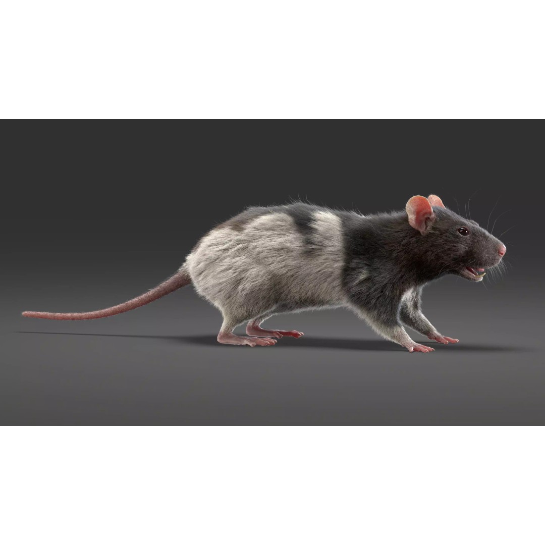 Rigged Rat 3D Model – High Poly Spotted Animal Asset, FBX, OBJ - View 5