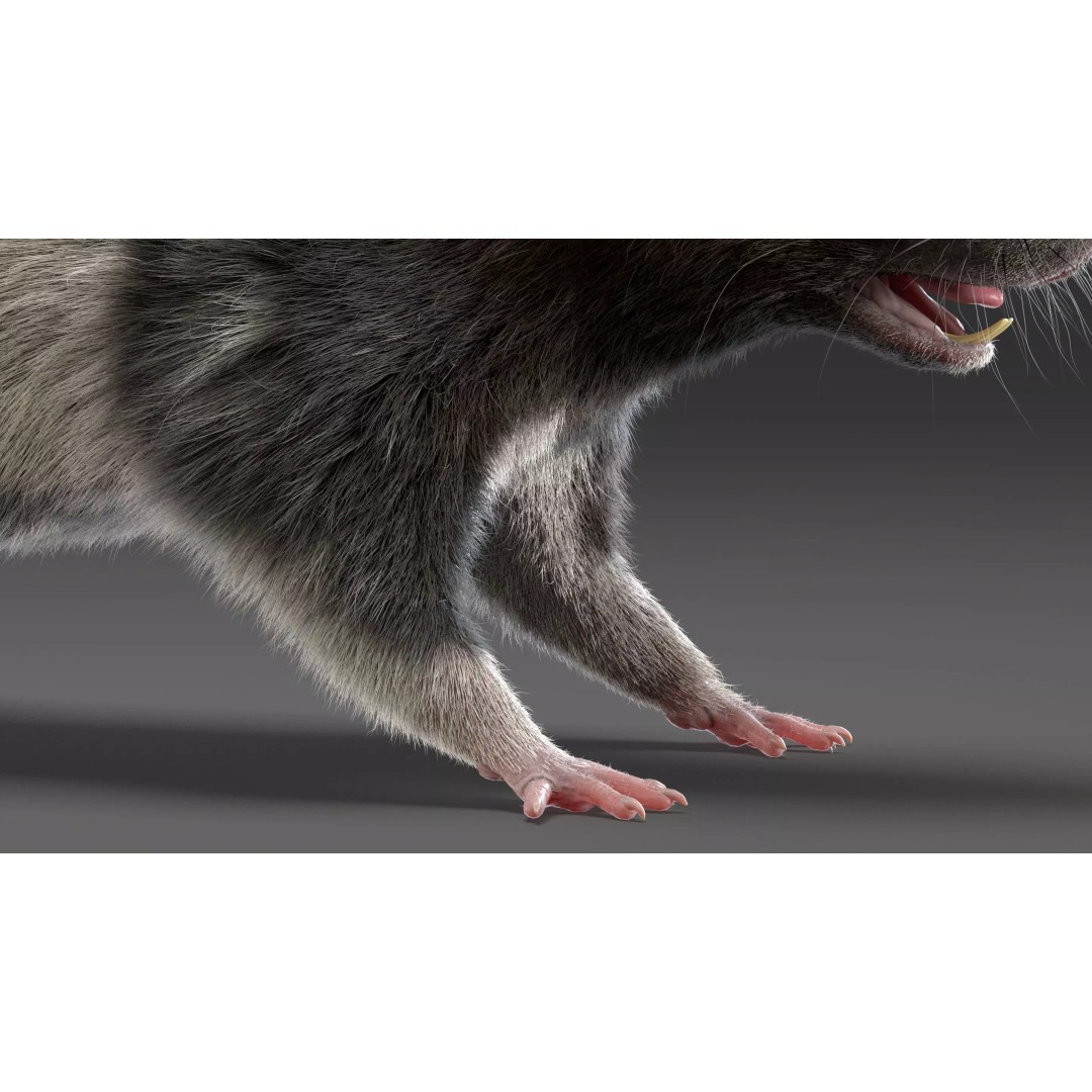 Rigged Rat 3D Model – High Poly Spotted Animal Asset, FBX, OBJ - View 7