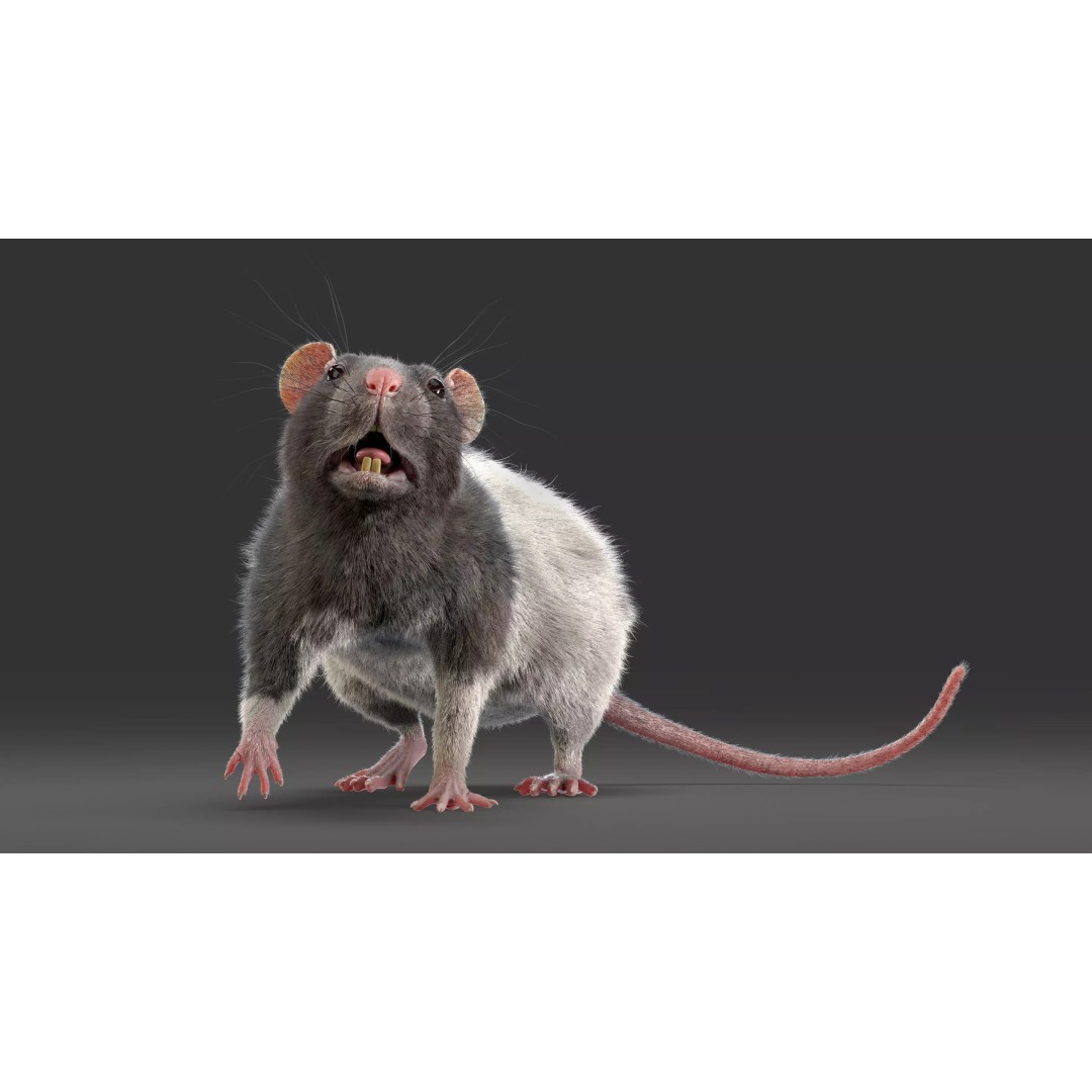 Rigged Rat 3D Model – High Poly Spotted Animal Asset, FBX, OBJ - View 8