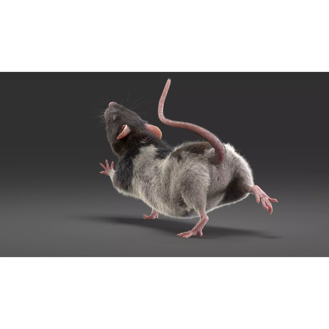 Rigged Rat 3D Model – High Poly Spotted Animal Asset, FBX, OBJ - View 9
