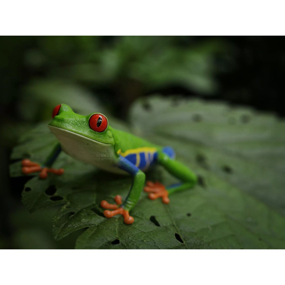 Red-Eyed Tree Frog 3D Model – Hyper-Detailed Low Poly Game Asset, FBX - View 2