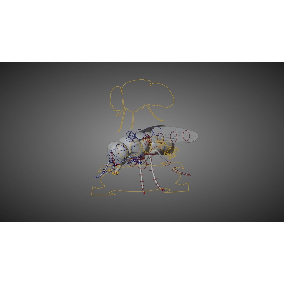 Housefly 3D Model – Realistic Animated Insect with Rigging and Textures - View 12