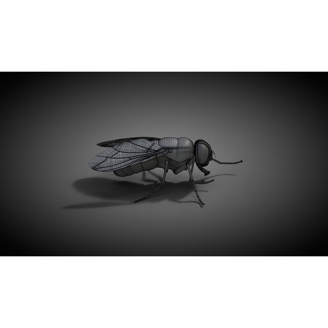 Housefly 3D Model – Realistic Animated Insect with Rigging and Textures - View 15