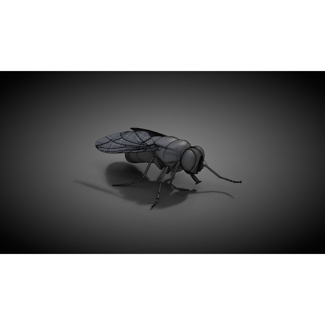 Housefly 3D Model – Realistic Animated Insect with Rigging and Textures - View 16