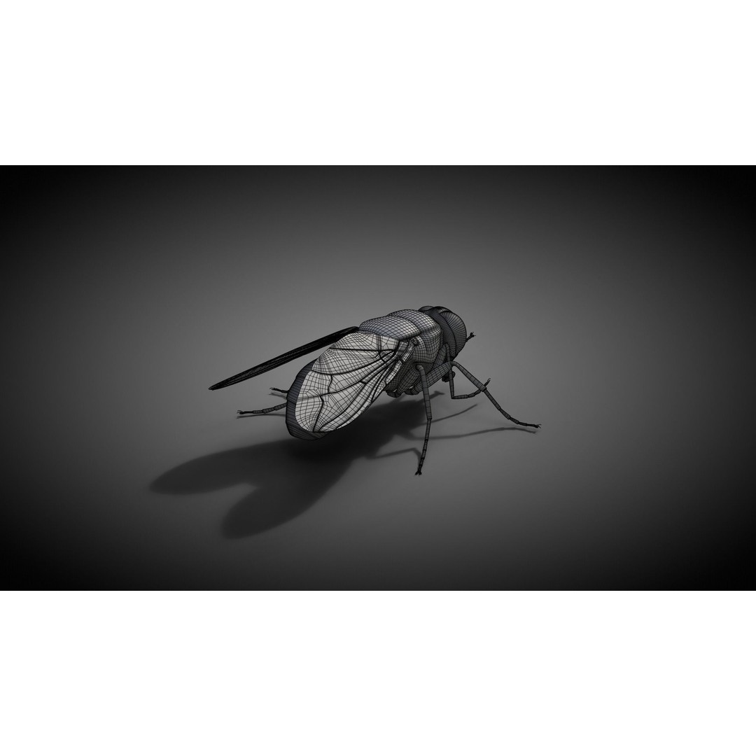Housefly 3D Model – Realistic Animated Insect with Rigging and Textures - View 17