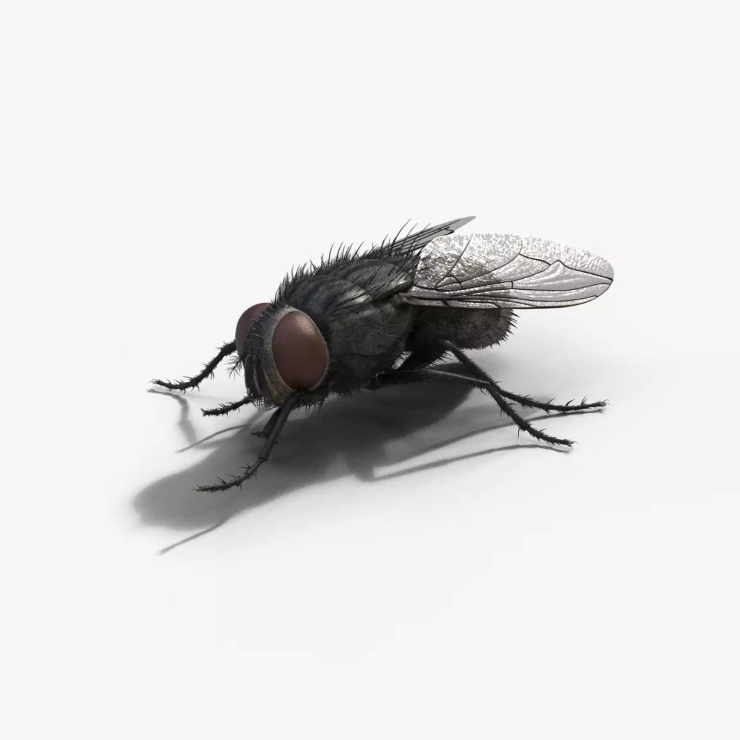 Housefly 3D Model – Realistic Animated Insect with Rigging and Textures - View 2