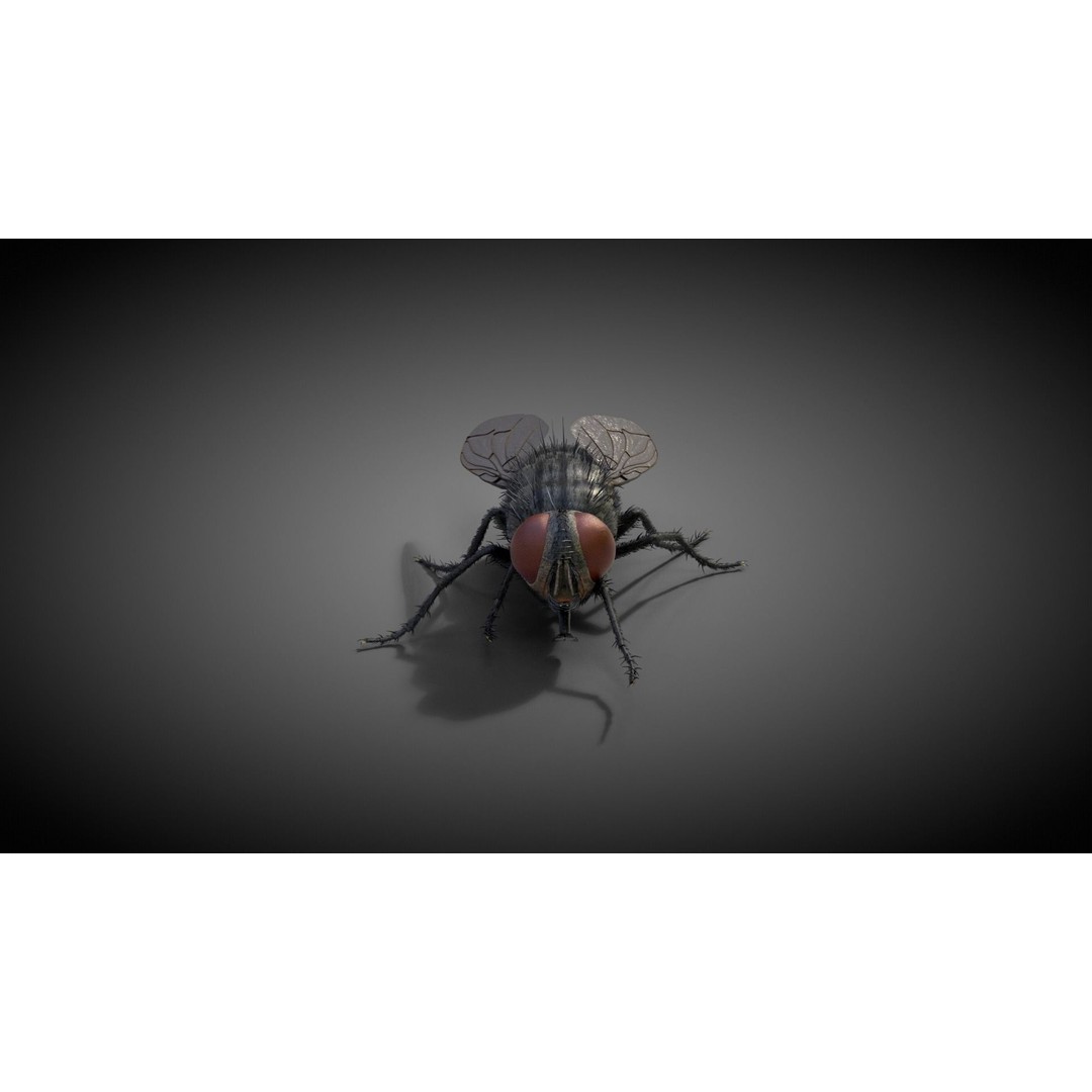 Housefly 3D Model – Realistic Animated Insect with Rigging and Textures - View 3