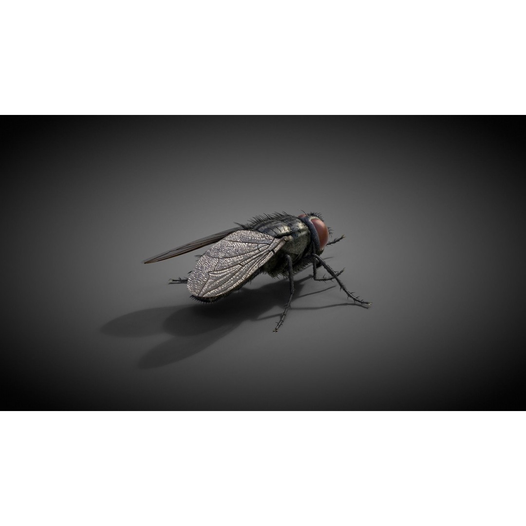 Housefly 3D Model – Realistic Animated Insect with Rigging and Textures - View 4