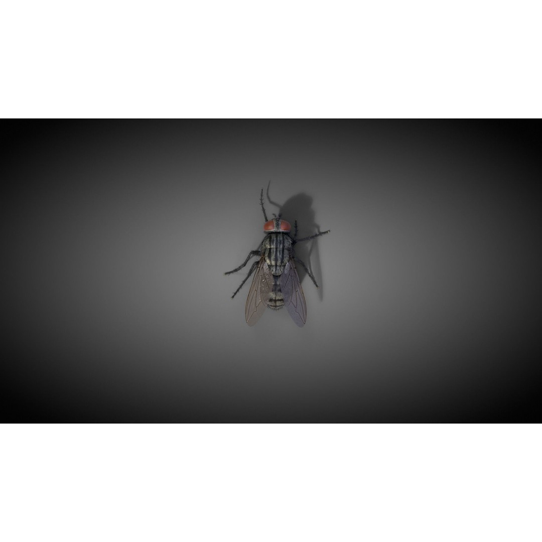 Housefly 3D Model – Realistic Animated Insect with Rigging and Textures - View 5
