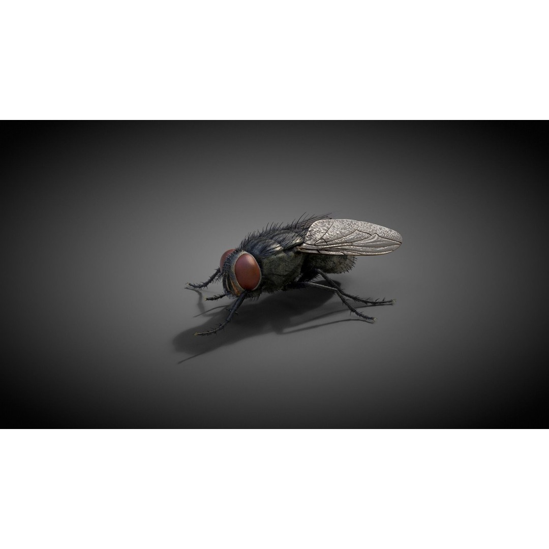 Housefly 3D Model – Realistic Animated Insect with Rigging and Textures - View 6