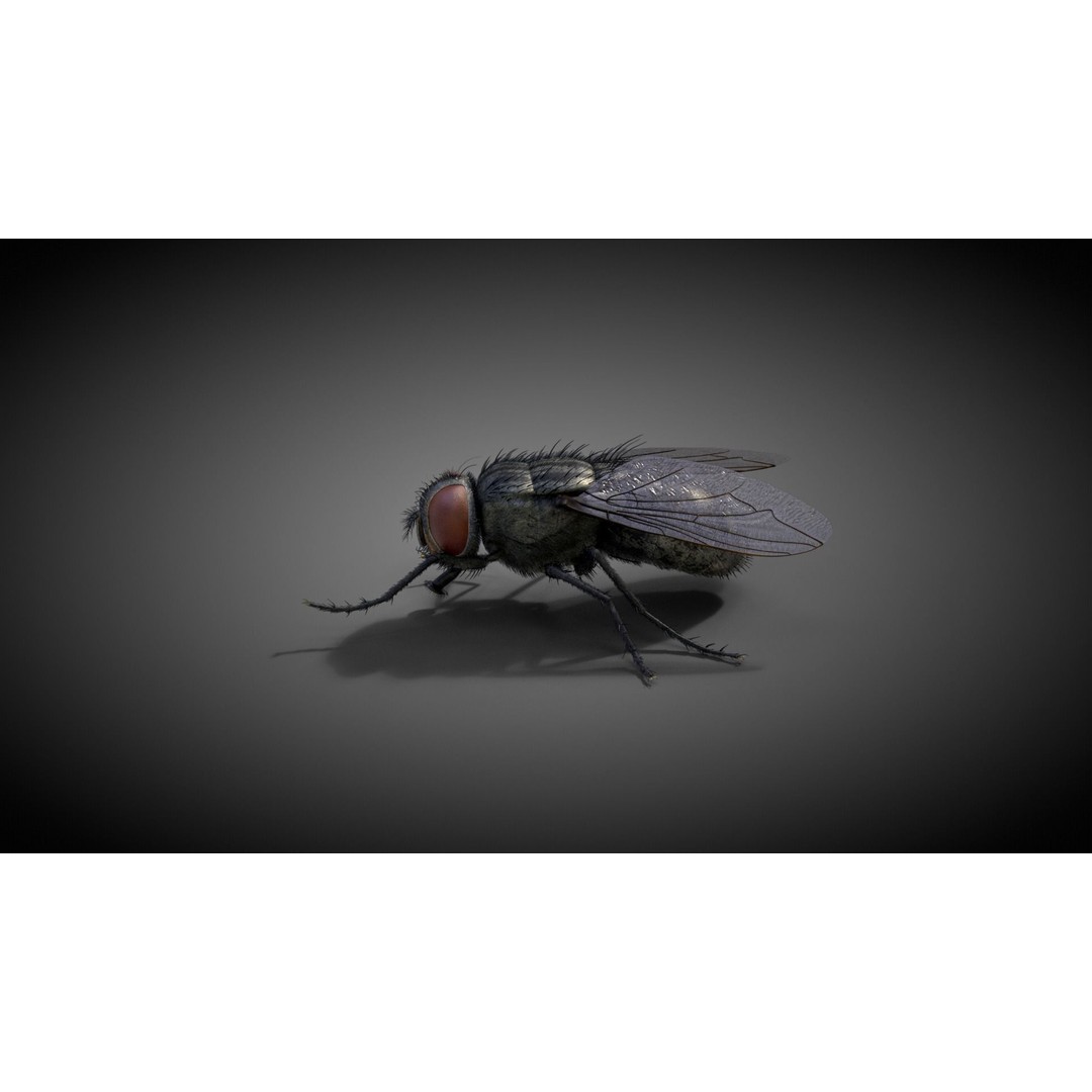 Housefly 3D Model – Realistic Animated Insect with Rigging and Textures - View 7