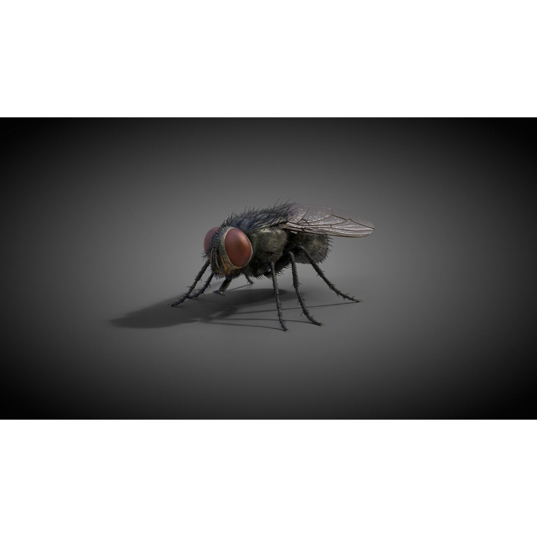 Housefly 3D Model – Realistic Animated Insect with Rigging and Textures - View 8