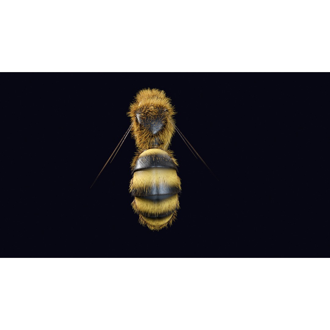 Animated Worker Bee 3D Model – Rigged PBR Asset, FBX & Blender Formats - View 10