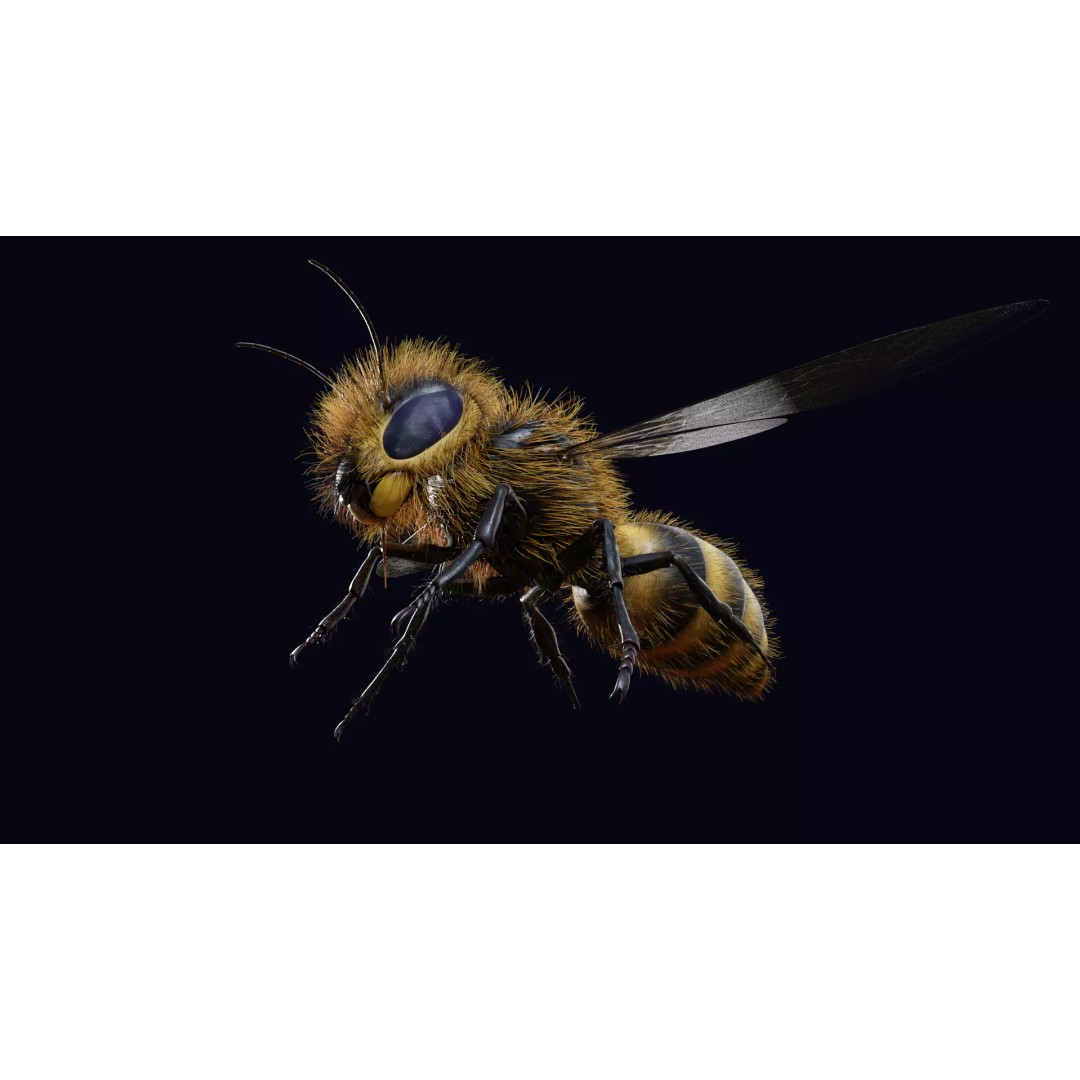 Animated Worker Bee 3D Model – Rigged PBR Asset, FBX & Blender Formats - View 2