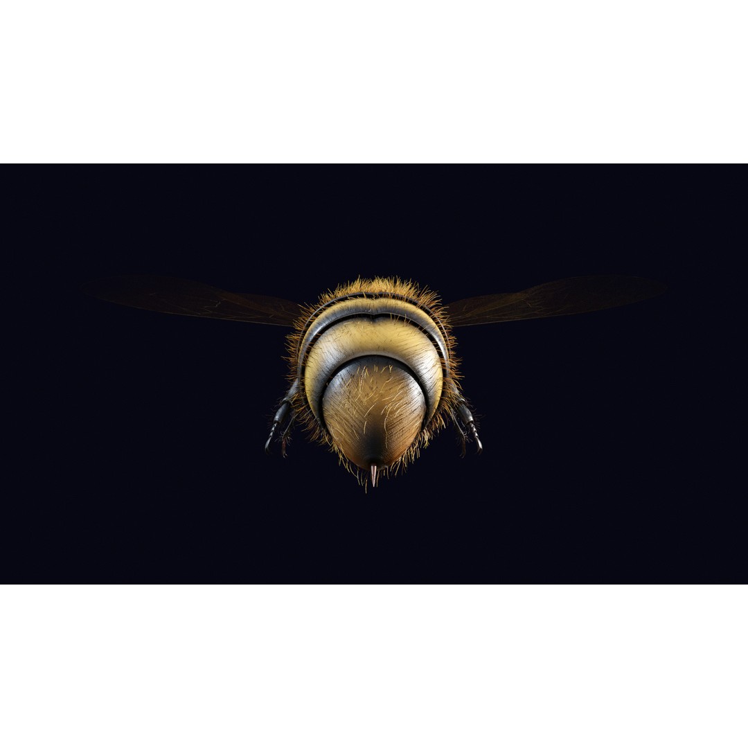 Animated Worker Bee 3D Model – Rigged PBR Asset, FBX & Blender Formats - View 5