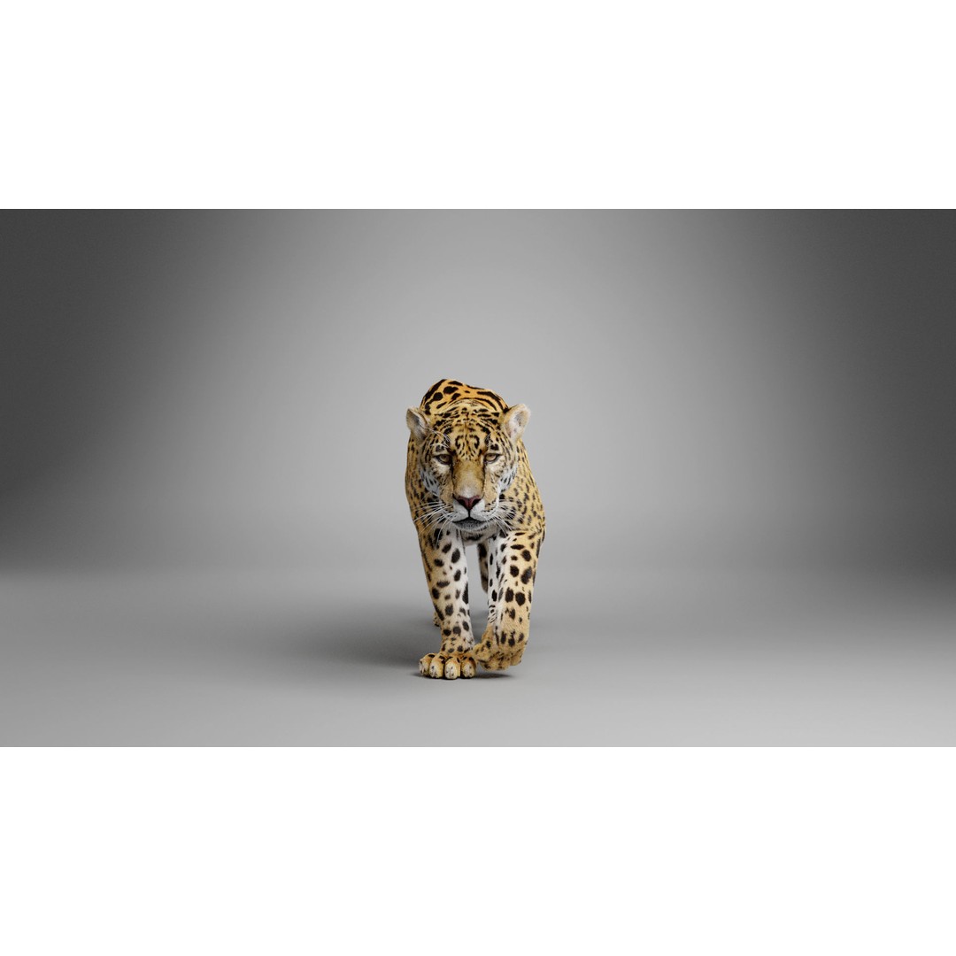 Jaguar 3D Model – Realistic Animated VFX with Rigging and Textures - View 10