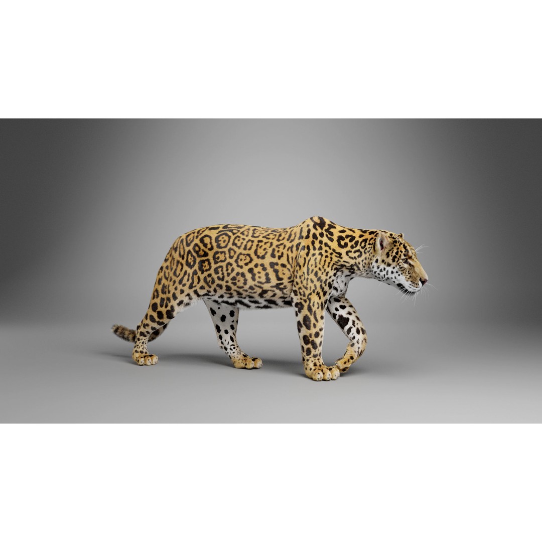 Jaguar 3D Model – Realistic Animated VFX with Rigging and Textures - View 3