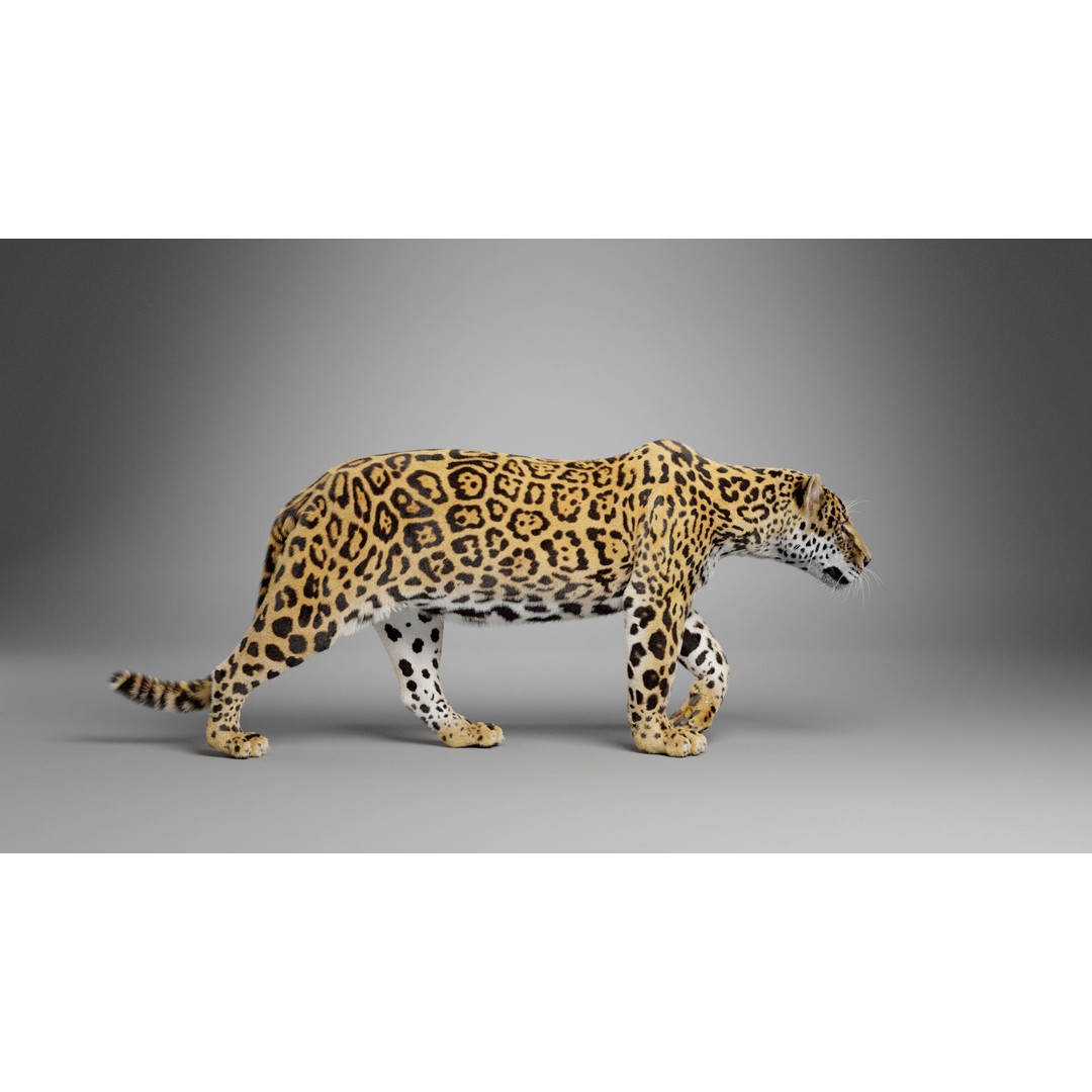 Jaguar 3D Model – Realistic Animated VFX with Rigging and Textures - View 4