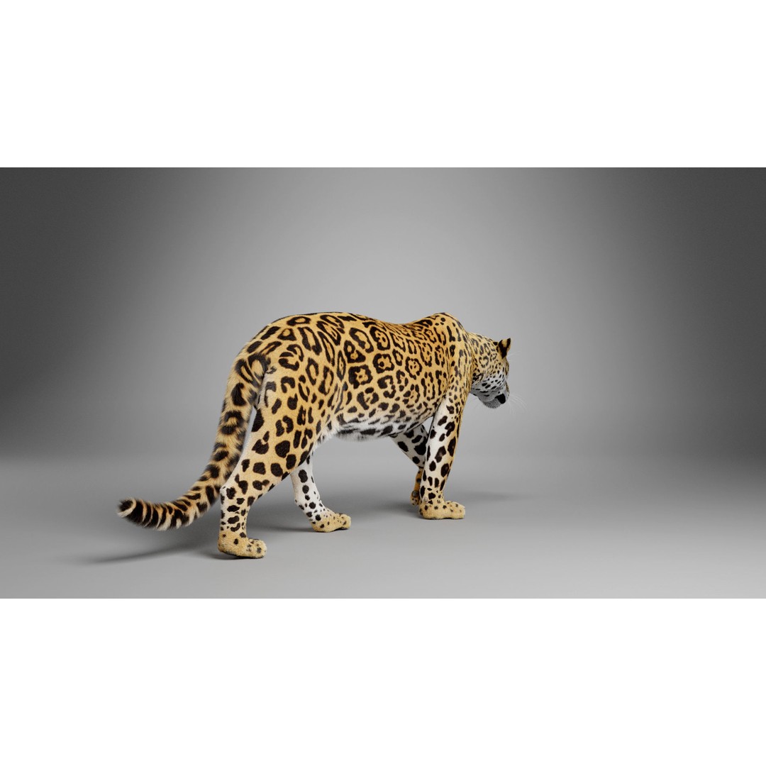 Jaguar 3D Model – Realistic Animated VFX with Rigging and Textures - View 5