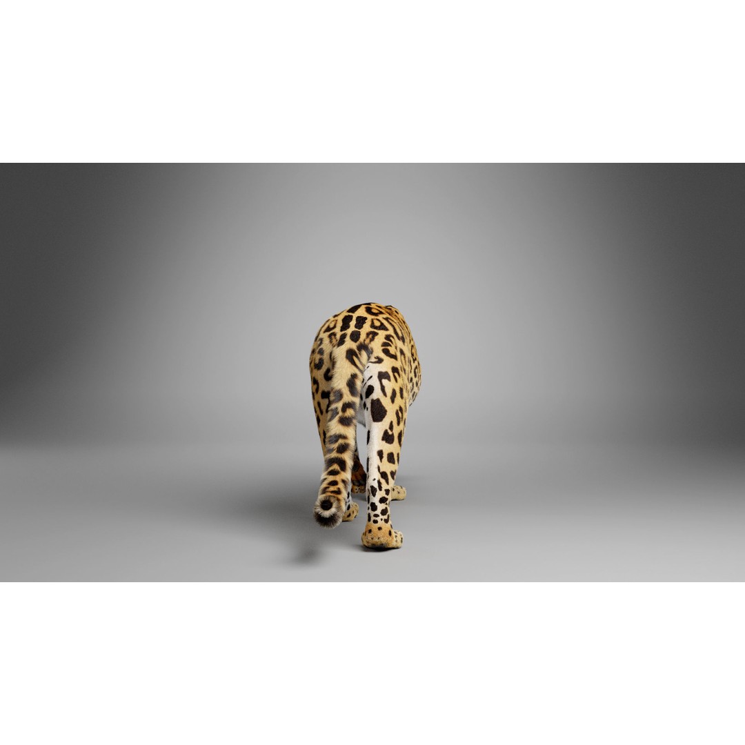 Jaguar 3D Model – Realistic Animated VFX with Rigging and Textures - View 6
