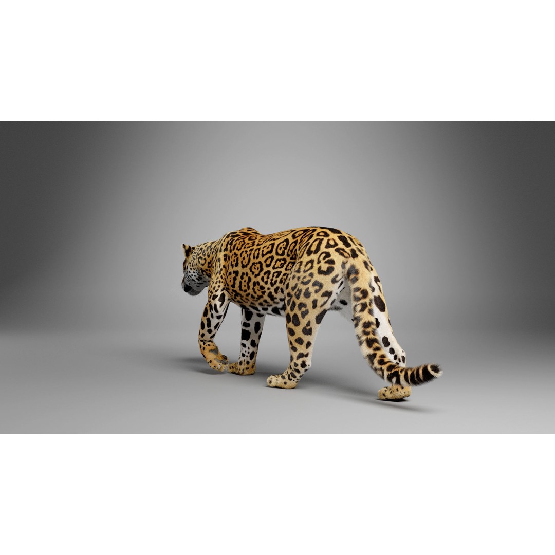 Jaguar 3D Model – Realistic Animated VFX with Rigging and Textures - View 7