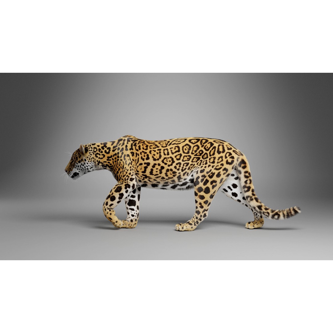 Jaguar 3D Model – Realistic Animated VFX with Rigging and Textures - View 8