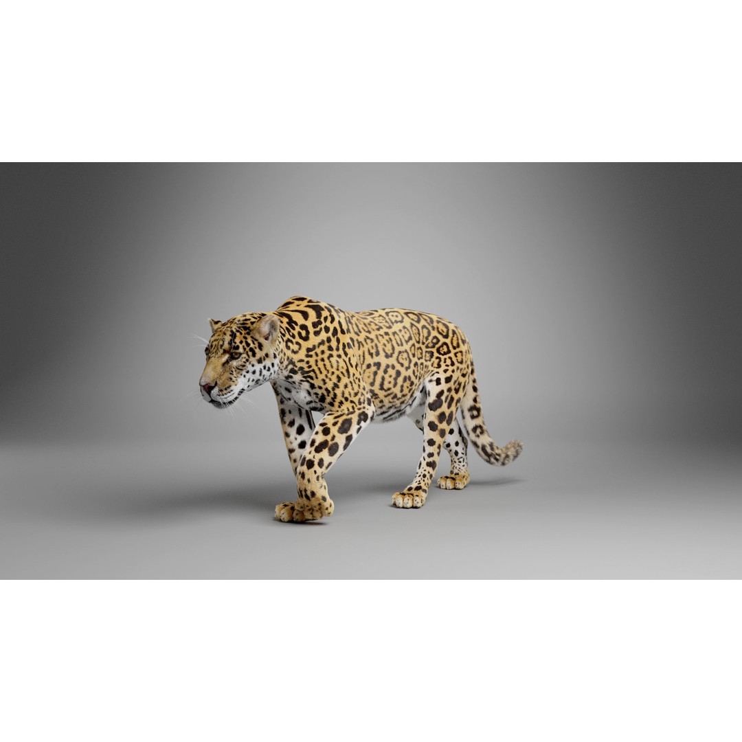 Jaguar 3D Model – Realistic Animated VFX with Rigging and Textures - View 9