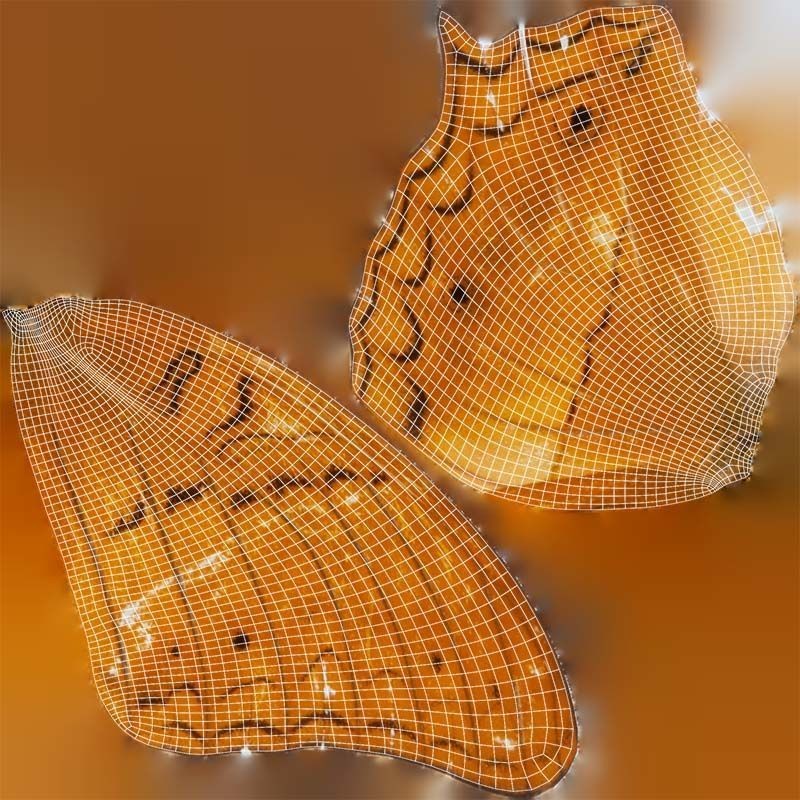 Mexican Fritillary Butterfly 3D Model – Low Poly PBR Asset, FBX, OBJ - View 16