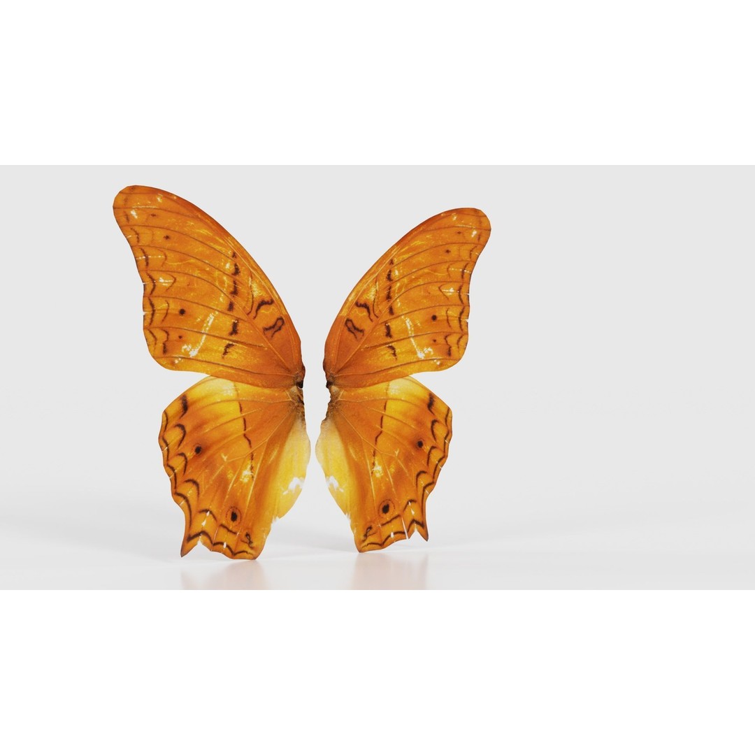 Mexican Fritillary Butterfly 3D Model – Low Poly PBR Asset, FBX, OBJ - View 18