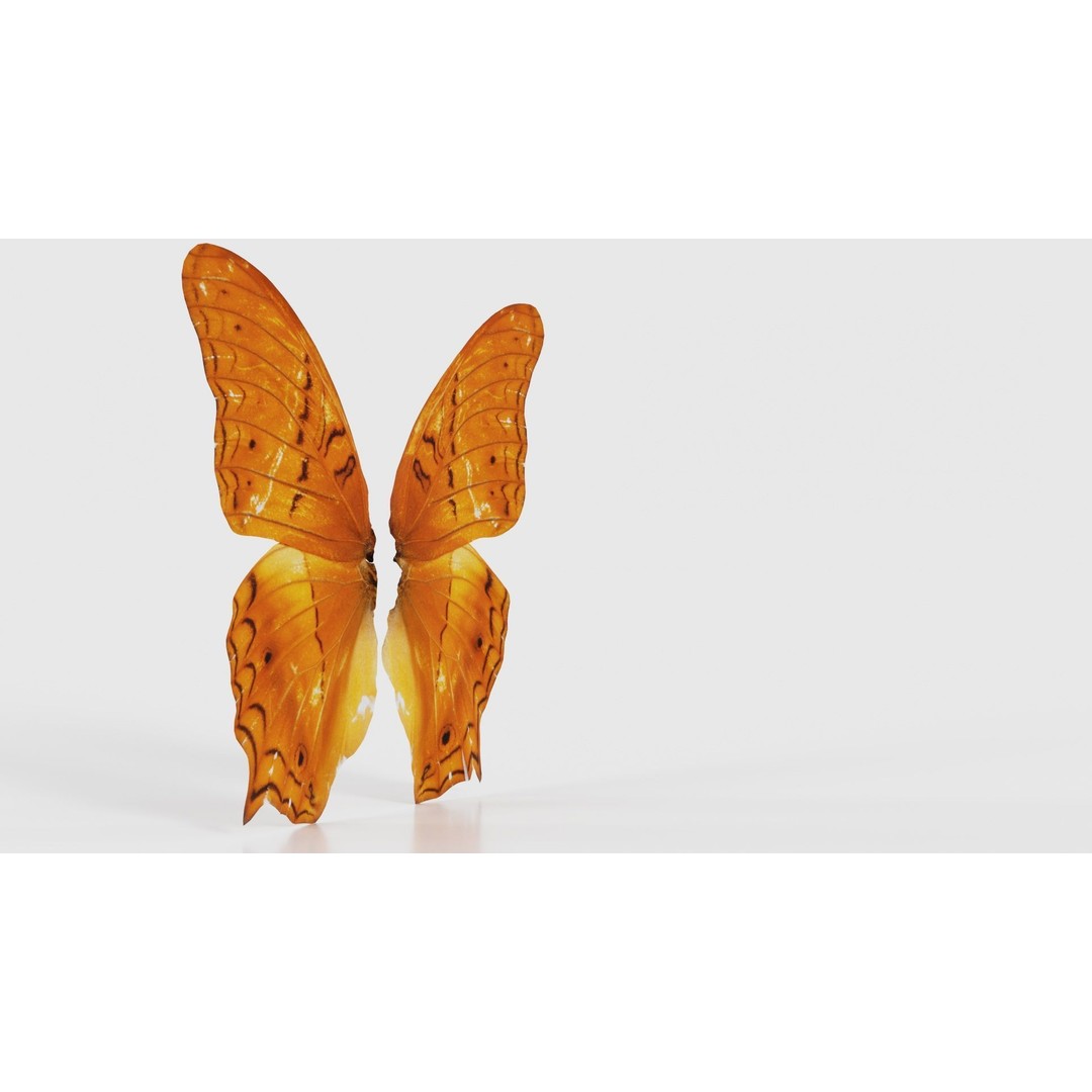 Mexican Fritillary Butterfly 3D Model – Low Poly PBR Asset, FBX, OBJ - View 19