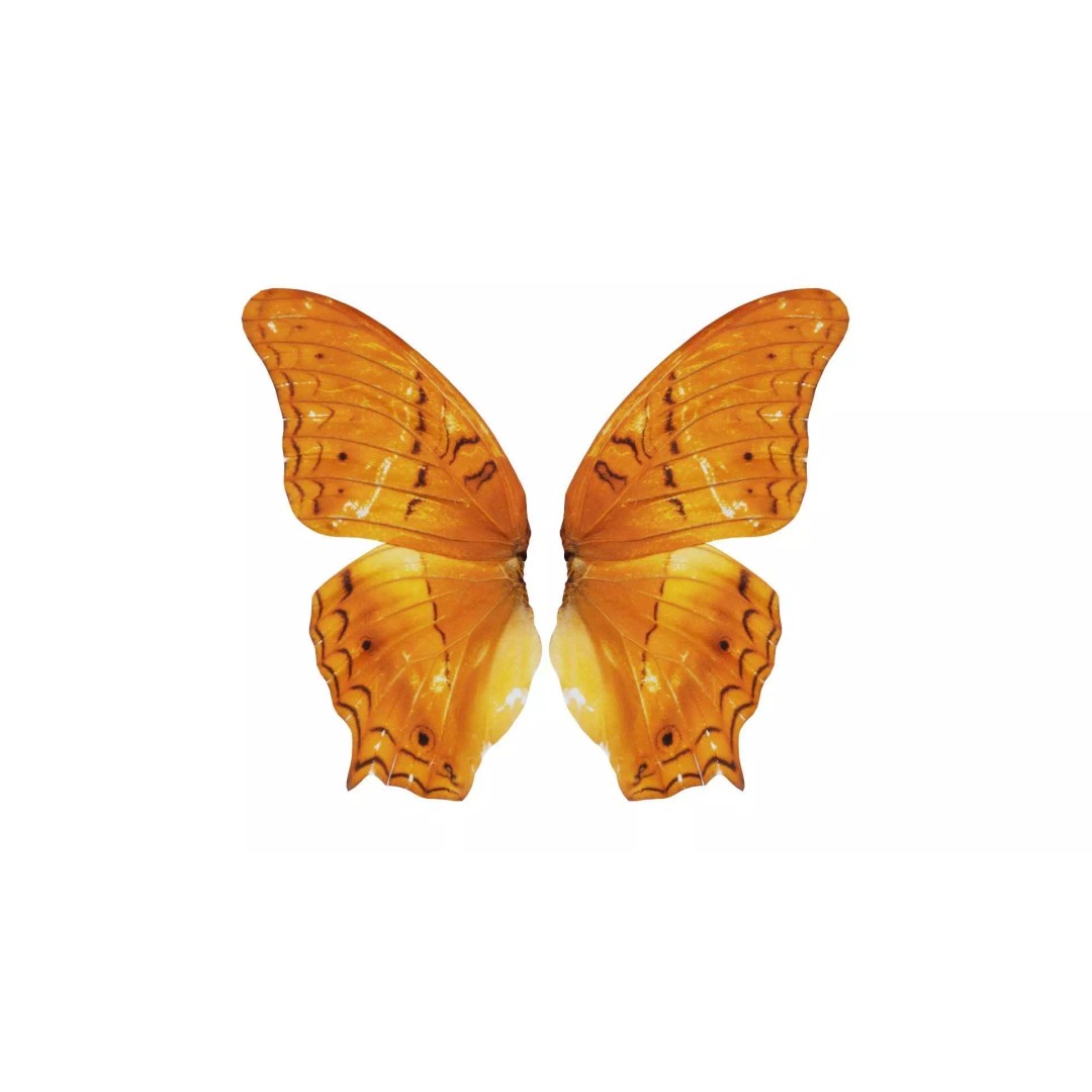 Mexican Fritillary Butterfly 3D Model – Low Poly PBR Asset, FBX, OBJ - View 2