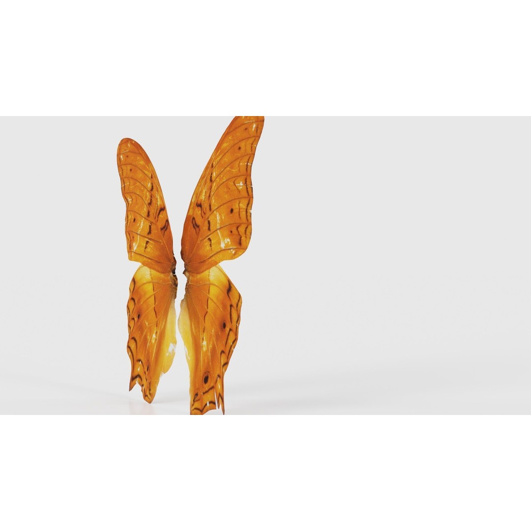 Mexican Fritillary Butterfly 3D Model – Low Poly PBR Asset, FBX, OBJ - View 21