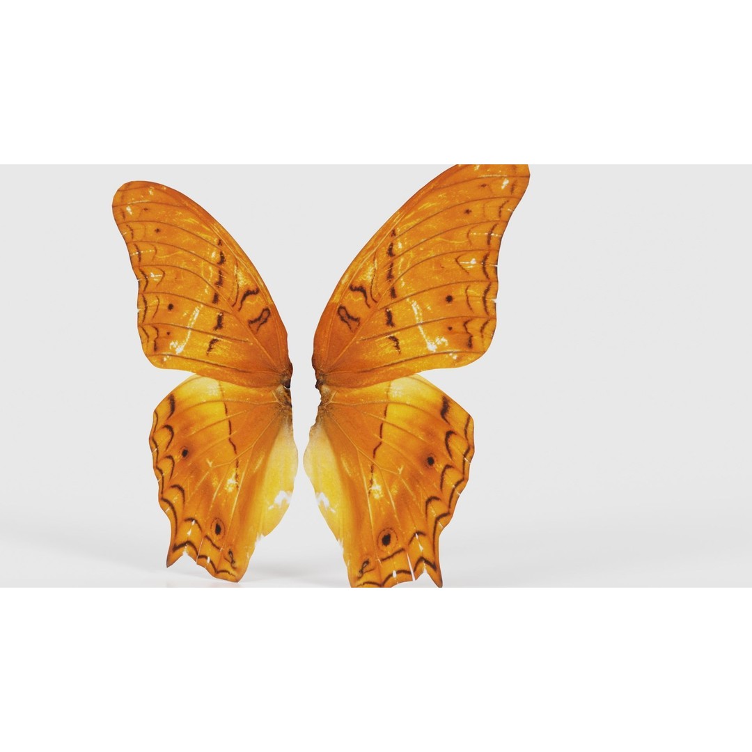 Mexican Fritillary Butterfly 3D Model – Low Poly PBR Asset, FBX, OBJ - View 22