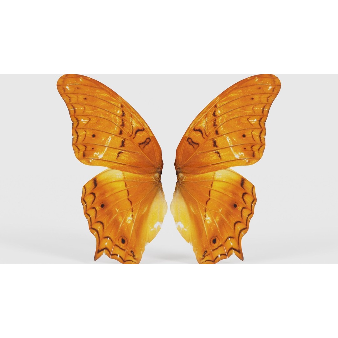 Mexican Fritillary Butterfly 3D Model – Low Poly PBR Asset, FBX, OBJ - View 23