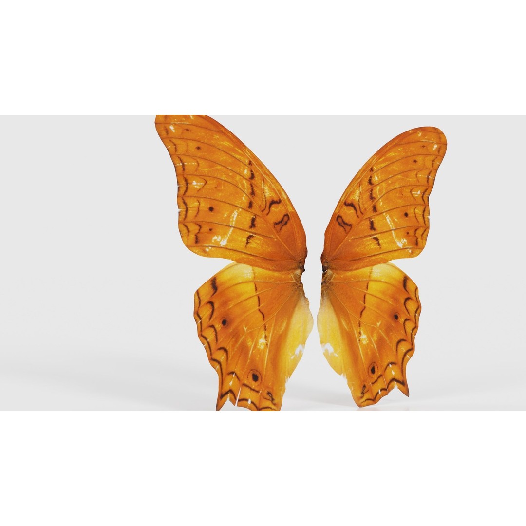 Mexican Fritillary Butterfly 3D Model – Low Poly PBR Asset, FBX, OBJ - View 24