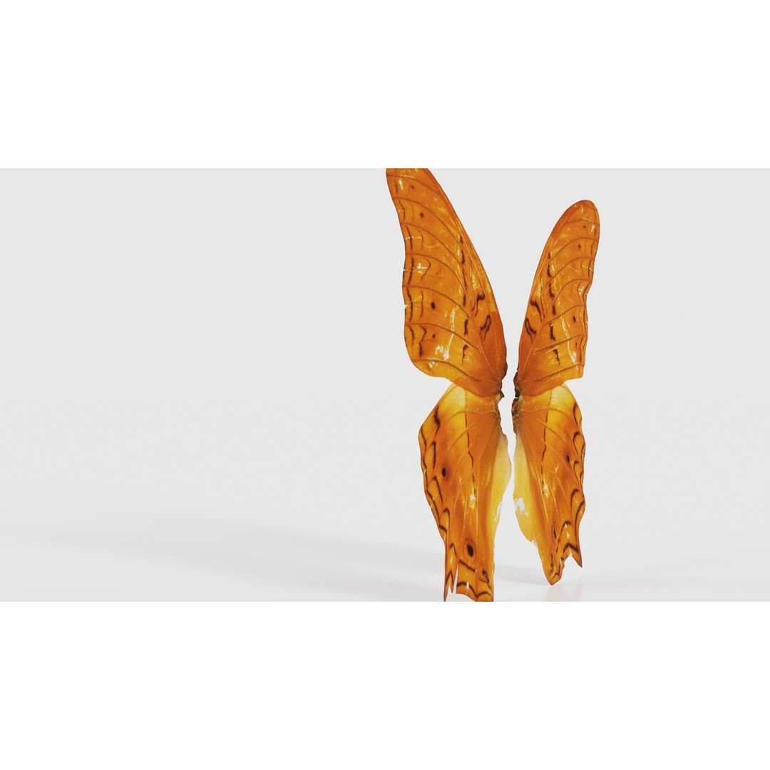 Mexican Fritillary Butterfly 3D Model – Low Poly PBR Asset, FBX, OBJ - View 25