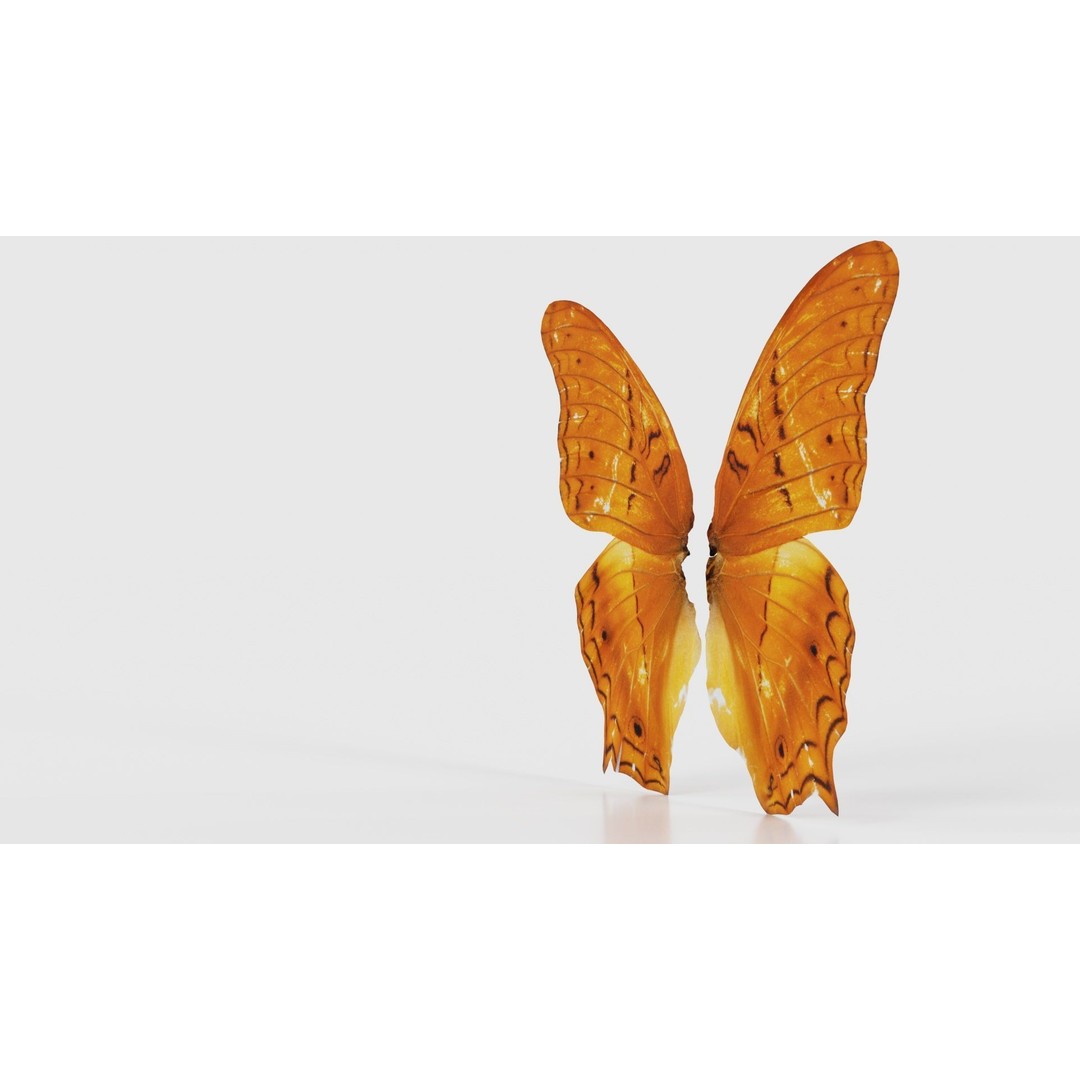 Mexican Fritillary Butterfly 3D Model – Low Poly PBR Asset, FBX, OBJ - View 27