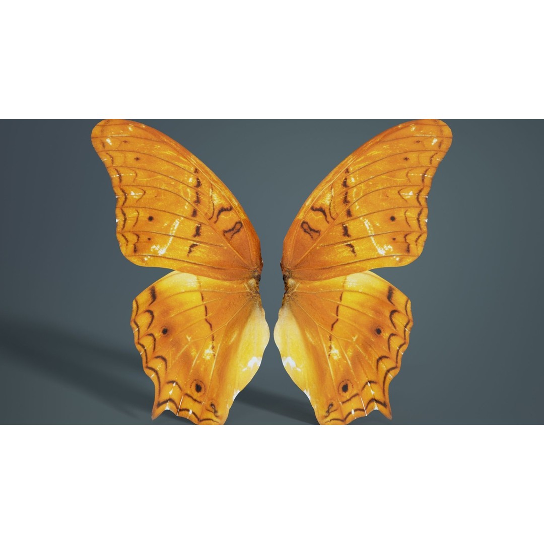Mexican Fritillary Butterfly 3D Model – Low Poly PBR Asset, FBX, OBJ - View 5