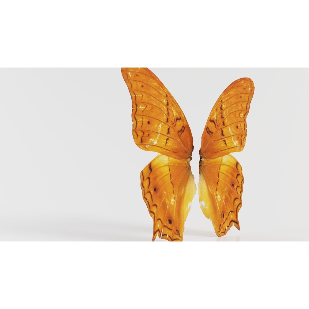Mexican Fritillary Butterfly 3D Model – Low Poly PBR Asset, FBX, OBJ - View 6