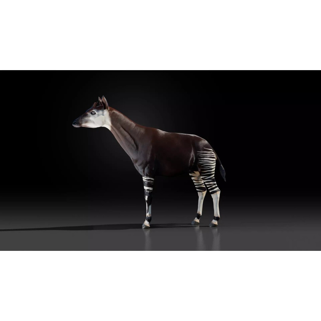 Okapi 3D Model – Low Poly Animated Rigged Game Asset, FBX